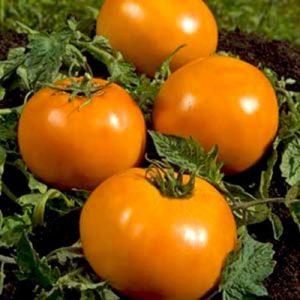 Een mooi persoon in uw tuin is de Golden Queen-tomaat: vroeg rijp, helder en zo geliefd bij esthetische zomerbewoners