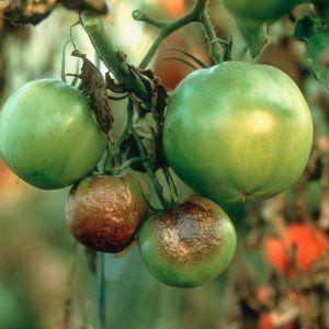 Hoe en hoe om te gaan met Phytophthora op tomaten in een kas: de beste methoden en beoordelingen van tuinders