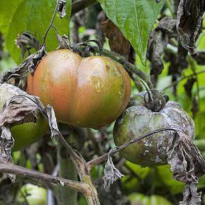 Hoe en hoe om te gaan met Phytophthora op tomaten in een kas: de beste methoden en beoordelingen van tuinders