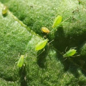 Variedade de abóbora com noz-moscada perfumada Pérola: o que é bom e por que deve ser cultivada em seu site