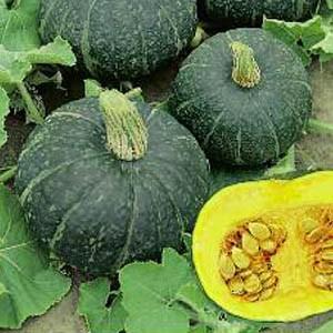 The most popular green pumpkin varieties and features of their cultivation
