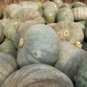 Le varietà di zucca verde più popolari e le caratteristiche della loro coltivazione