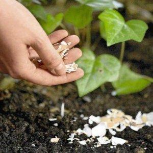 Istruzioni per la coltivazione del pomodoro Inanellamento del lampone: godersi bellissimi frutti grandi