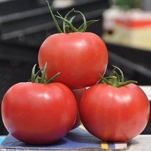 Mga tagubilin para sa paglaki ng isang tomato Raspberry na pag-ring: tinatamasa ang magagandang malalaking prutas