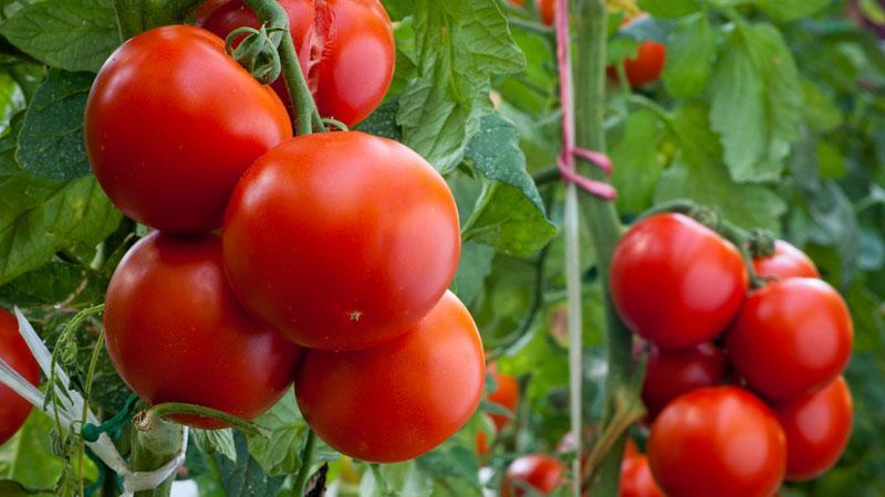 Universal early ripening Volgograd tomato: what is good and why it is worth growing it on your site