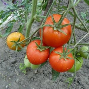 Birçok bahçıvan tarafından sevilen popüler bir çeşit: Samara domatesi ve diğer domates türlerine göre avantajları