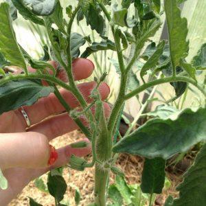 Osvedčené a obľúbené mnohými letnými obyvateľmi paradajka Dubrava: čo je dobré a prečo sa oplatí rásť