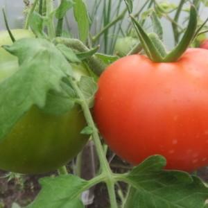 Osvedčené a obľúbené mnohými letnými obyvateľmi paradajka Dubrava: čo je dobré a prečo sa oplatí rásť