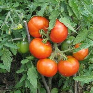 Birçok yaz sakini tarafından zamanla test edilmiş ve sevilen domates Dubrava: ne iyi ve neden büyümeye değer