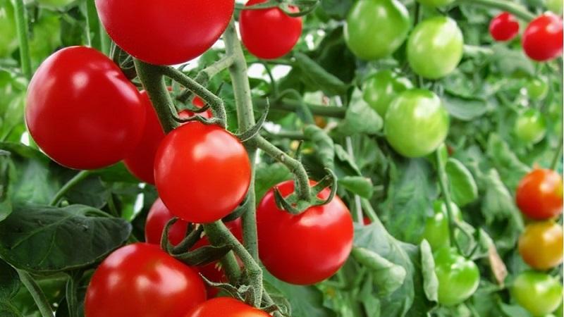 Seralar için ideal, erken olgun ve yüksek verimli domates Blagovest: nasıl doğru şekilde yetiştirilir