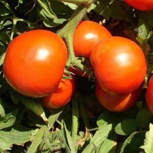 Ideal para estufas, tomate maduro precoce e de alto rendimento Blagovest: como cultivar corretamente