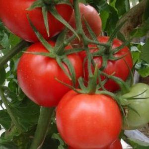 مثالية للبيوت البلاستيكية ، طماطم Blagovest الناضجة مبكرًا وعالية الغلة: كيفية زراعتها بشكل صحيح