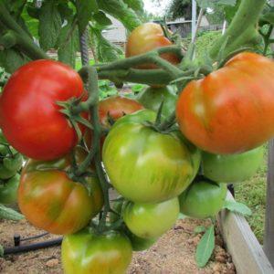 Bakımı kolay, iddiasız ama çok verimli ve lezzetli Staroselsky domatesi: kendimiz yetiştiriyoruz