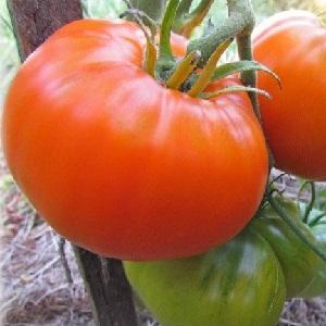 Tại sao mùa hè cư dân yêu thích cà chua cam Altai đến vậy, đánh giá về năng suất và bí quyết chăm sóc của nó