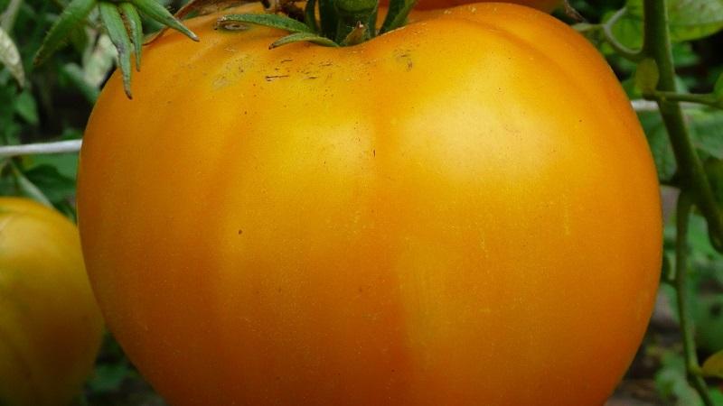 Por qué los residentes de verano aman tanto el tomate naranja de Altai, reseñas de su rendimiento y secretos de cuidado