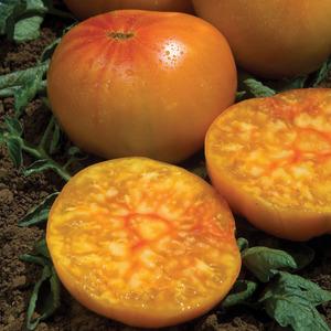 Proč v létě obyvatelé Altai oranžové rajče tolik milují, recenze na jeho výnos a tajemství péče