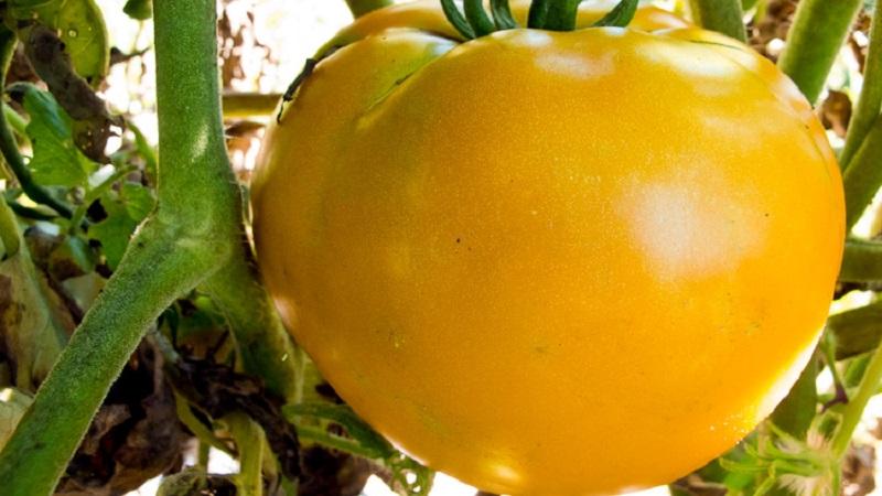 Waarom zomerbewoners zo dol zijn op Altai-sinaasappeltomaat, recensies over de opbrengst en zorggeheimen