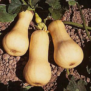 Tipos de variedades de abóbora: porque são apreciadas e como conseguir uma boa colheita