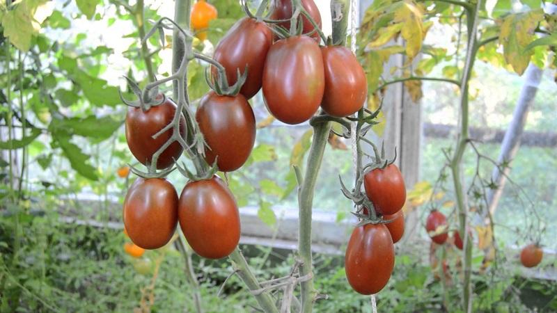 Mga lihim ng matagumpay na paglaki ng Itim na Moor Tomato