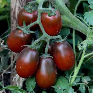 Tajomstvo úspešného pestovania paradajok čierneho