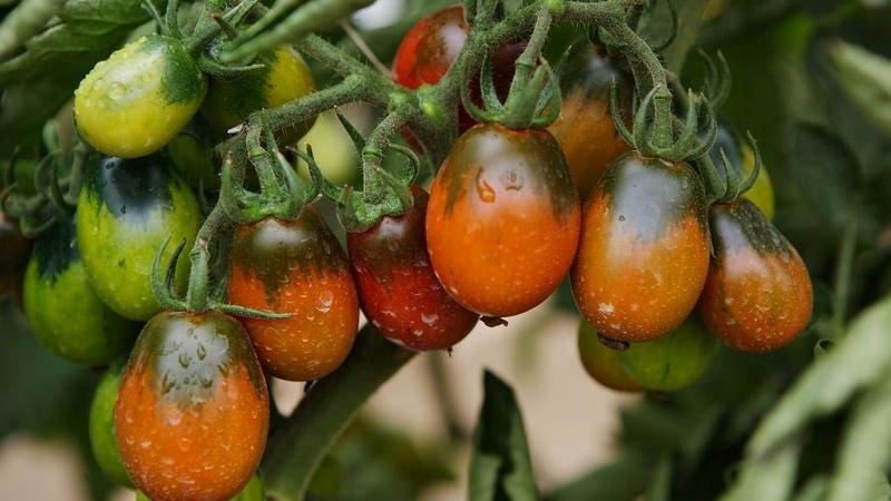 Tajomstvo úspešného pestovania paradajok čierneho
