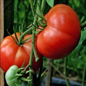 Punaiset Bugai-tomaatit - suuri hybridi, joka antaa rikkaan sadon