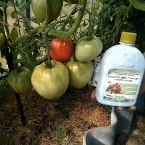 Hoe tomaten te voeren tijdens het vruchtlichamen in een kas: de beste formuleringen en instructies voor de procedure