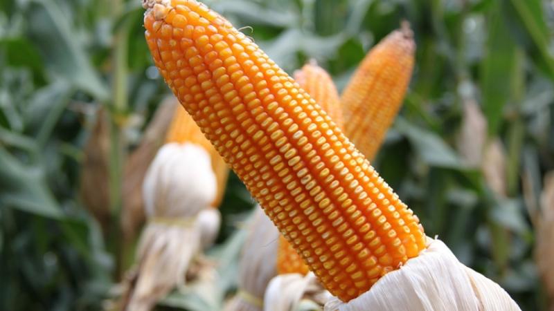 Qu'est-ce que le maïs - est-ce un fruit, une céréale ou un légume: nous comprenons le problème et étudions la reine des champs plus en détail