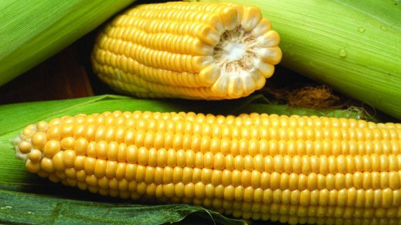 O que é milho - é fruta, cereal ou legume: entendemos a questão e estudamos a rainha dos campos mais detalhadamente