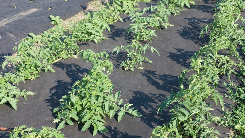 Malçlama nedir, ne için ve domatesleri talaşla malçlamak mümkün mü: ipuçları ve püf noktaları