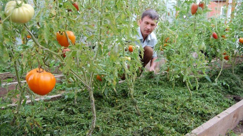 Qué es el mulching, para qué sirve y si es posible triturar tomates con aserrín: consejos y trucos