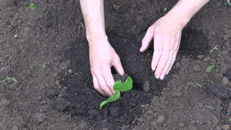 Come coltivare una grande zucca in campo aperto in campagna: istruzioni dettagliate e segreti di agronomi esperti