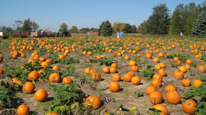 How to grow a large pumpkin in the open field in the country: step-by-step instructions and secrets of experienced agronomists