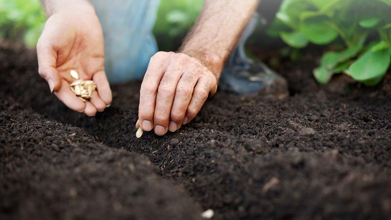 Cách trồng bí ngô lớn trên bãi đất trống trong nước: hướng dẫn từng bước và bí quyết của các nhà nông học giàu kinh nghiệm