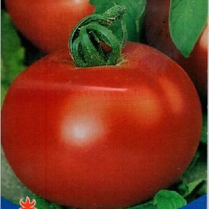 Große und unprätentiöse Tomatenfamilie f1: Wir bauen sie selbst an und vermeiden Fehler