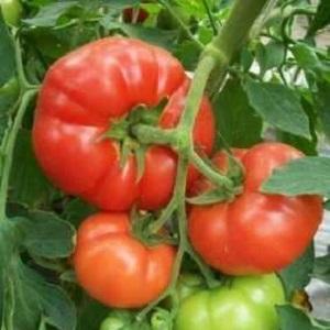 Grande famille de tomates sans prétention F1: nous cultivons nous-mêmes en évitant les erreurs