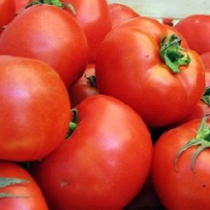 Grande famille de tomates sans prétention F1: nous cultivons nous-mêmes en évitant les erreurs