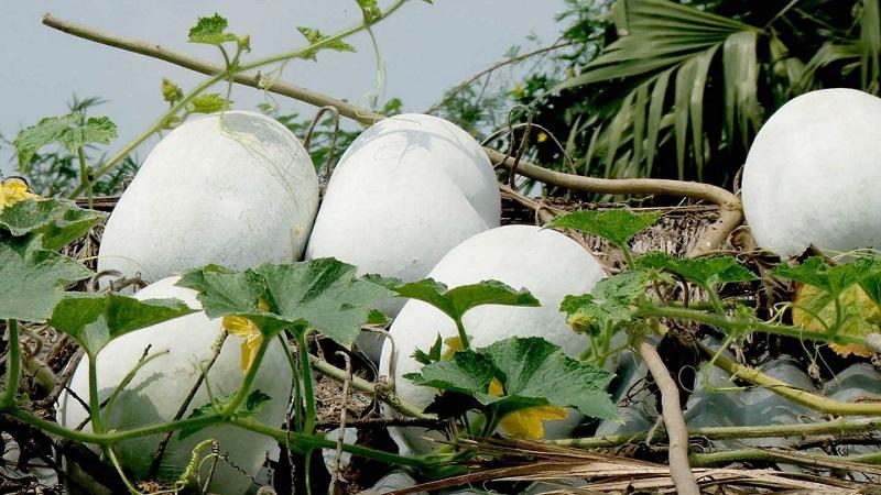 Medicinal properties of wax gourd and features of its cultivation