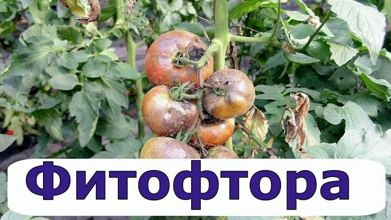 We treat the popular tomato disease quickly and easily: boric acid from late blight on tomatoes