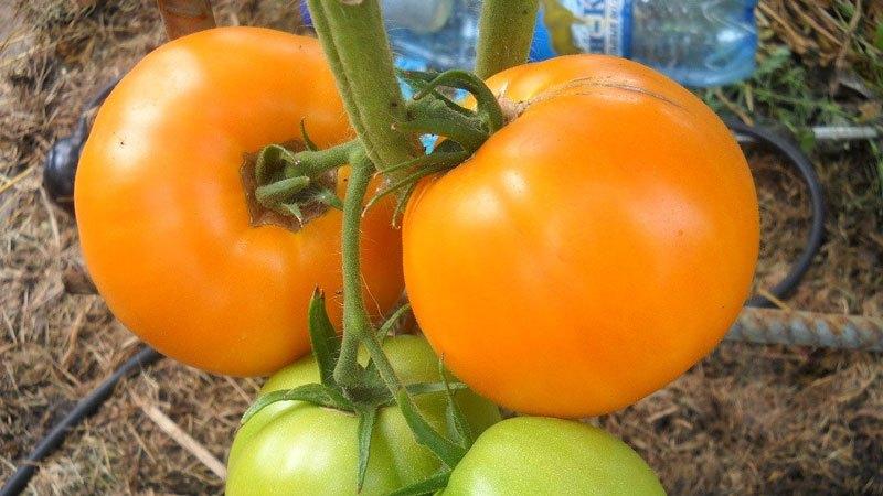 أفضل أنواع الطماطم الصفراء للاحتباس الحراري: التعرف على ألمع الممثلين واختيار النوع المناسب