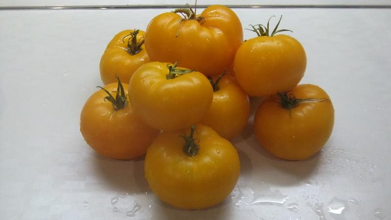 Bir sera için en iyi sarı domates çeşitleri: en parlak temsilcileri tanımak ve doğru türü seçmek