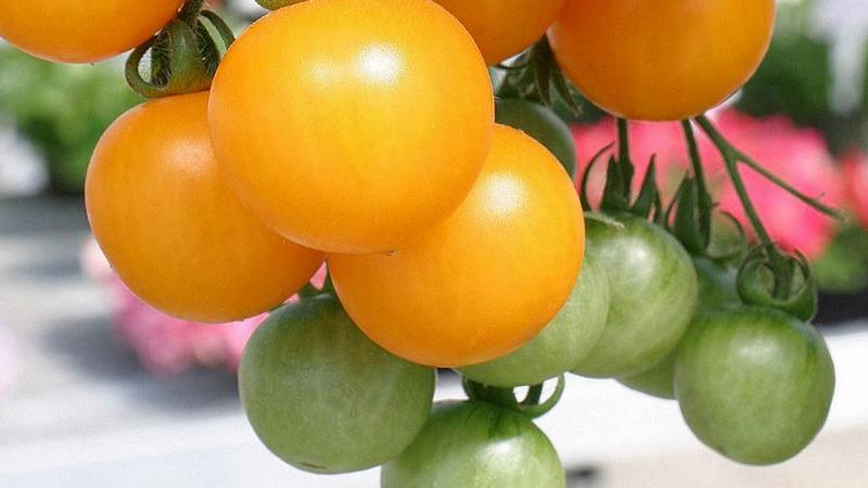 أفضل أنواع الطماطم الصفراء للاحتباس الحراري: التعرف على ألمع الممثلين واختيار النوع المناسب