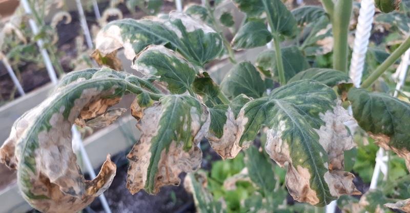 Pourquoi des taches claires apparaissent sur les feuilles de tomates: déterminez la cause et sauvez notre récolte