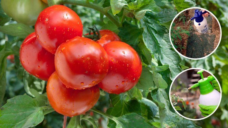 Descrição detalhada dos tomates Linda F1 - características de frutas e sementes