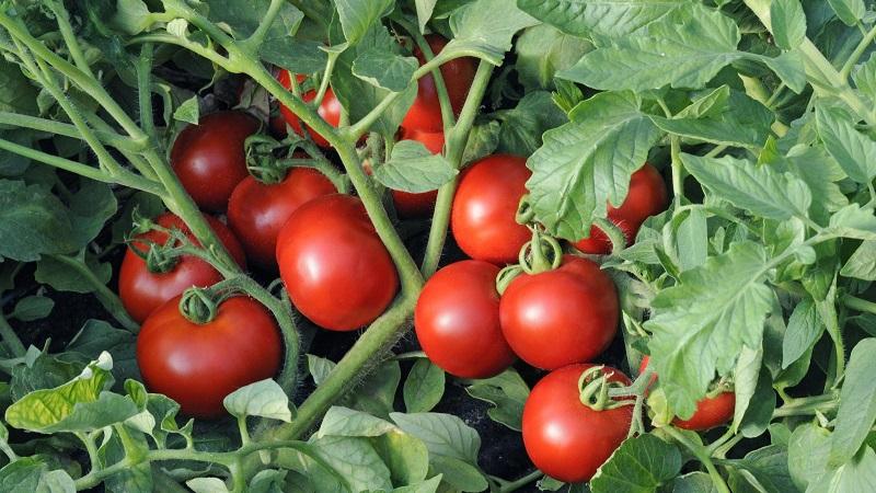 En populär sort som älskas av många trädgårdsmästare: Samara tomat och dess fördelar jämfört med andra typer av tomater