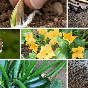 Une bonne culture des courgettes et des soins en plein champ: les secrets de la technologie agricole pour une excellente récolte