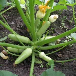 Proper cultivation of zucchini and care in the open field: the secrets of agricultural technology for an excellent harvest