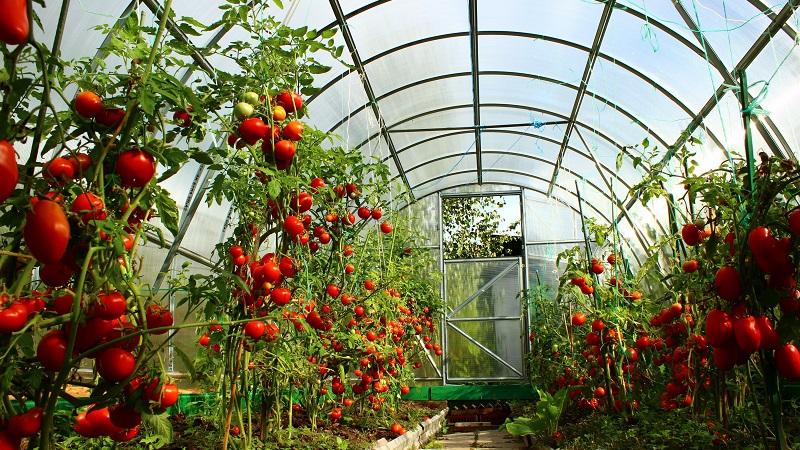 Vantagens e desvantagens do tomate Tsunami, características das frutas e sutilezas de cultivo