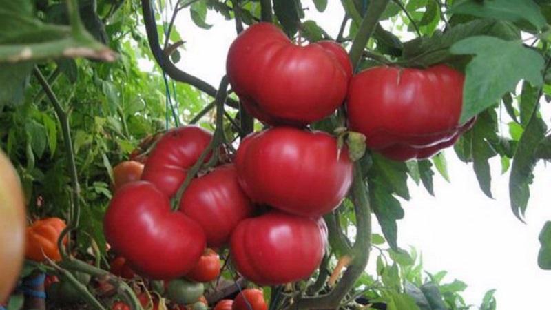 As vantagens e os segredos do cultivo de tomate Korneevsky de meia temporada resistente a doenças e a pragas