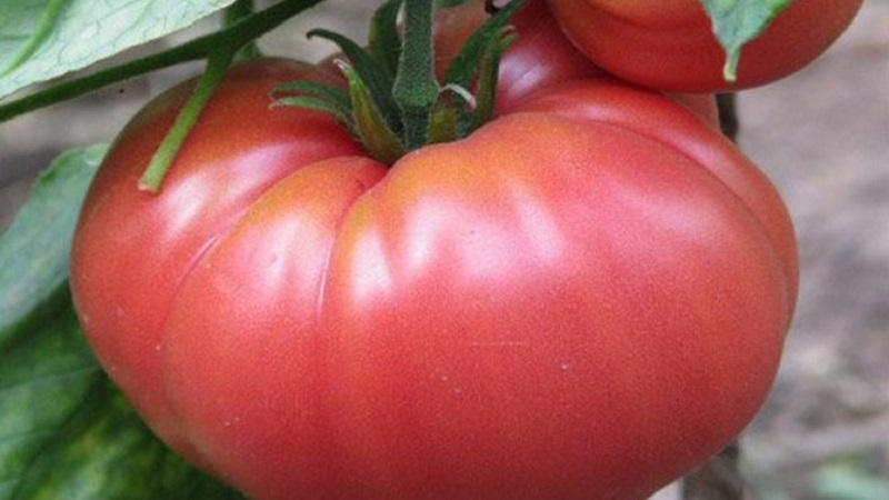 Fördelarna och hemligheterna med att odla en mittsäsong, sjukdomsresistent och skadedjursbeständig tomat Korneevsky